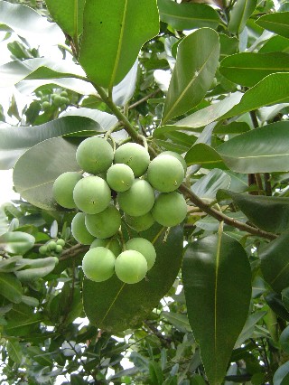 Fruit?